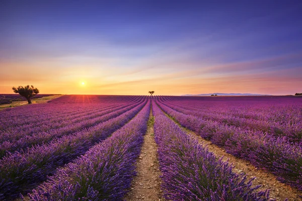 Lavendel och ensamma träd uppförsbacke på sunset. Provence, Frankrike — Stockfoto