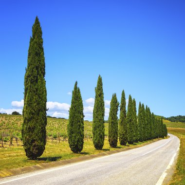 Toskana, servi ağaçları, üzüm bağı ve road, kırsal manzara, Ital