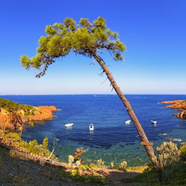 Esterel, ağaç, taş plaj sahil ve deniz. Azur, Provence, F Fildişi