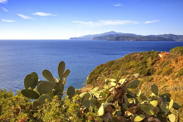 Elba insel, kaktus indische feige opuntia, küstenblick capoliveri tu — Stockfoto