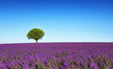 Lavanta ve yalnız ağaç yokuş yukarı. Provence, Fransa