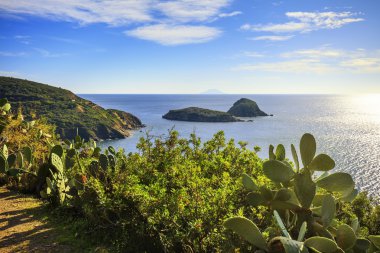 Elba Adası, kaktüs Hint incir opuntia, Innamorata plaj manzarası Ca