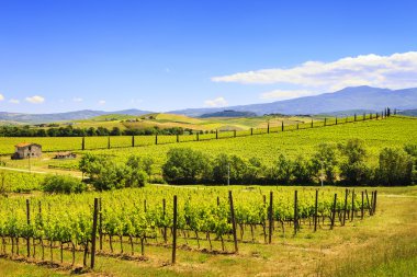 Montalcino, bağ, servi ağaçları ve eski çiftlik. Toskana, İtalya