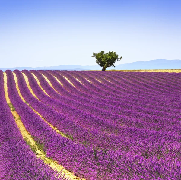 Lavande et arbre solitaire en montée. Provence, France — Photo