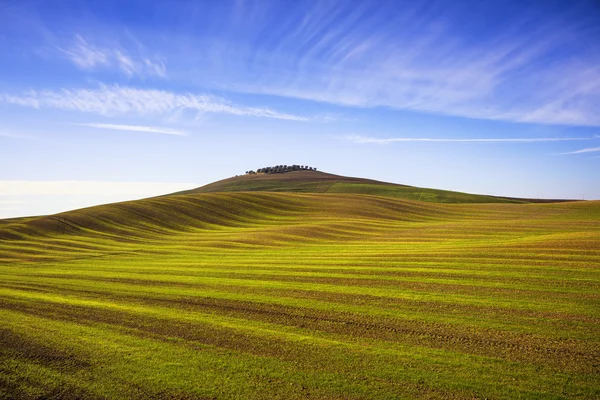 Field striped waves and olive trees uphiill. Tuscany, Italy — Stock Photo, Image