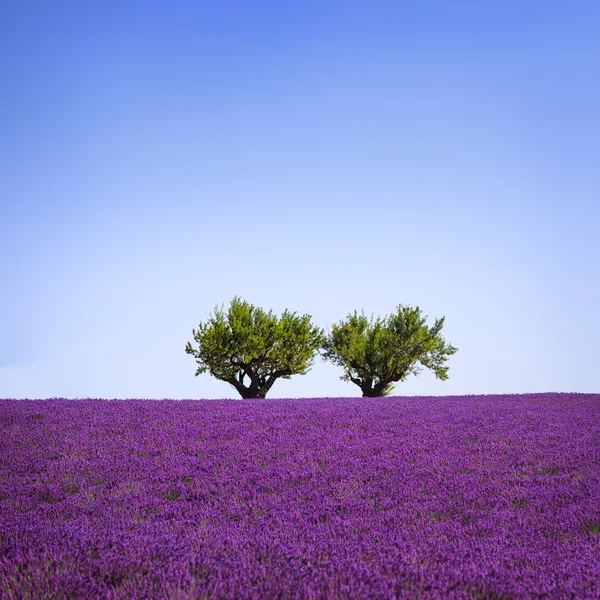 Lavanta ve iki ağaç yokuş yukarı. Provence, Fransa — Stok fotoğraf