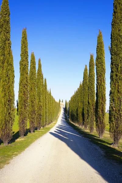 Tuscany, cypress trees and rural road, Italy, Europe