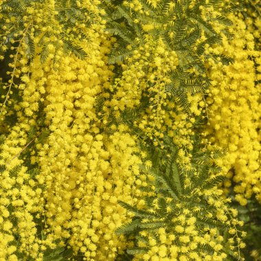 Wattle şube doku desen arka plan