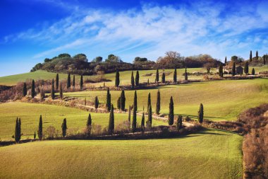Selvi ağaçları doğal yolu. Siena, Toskana, İtalya.