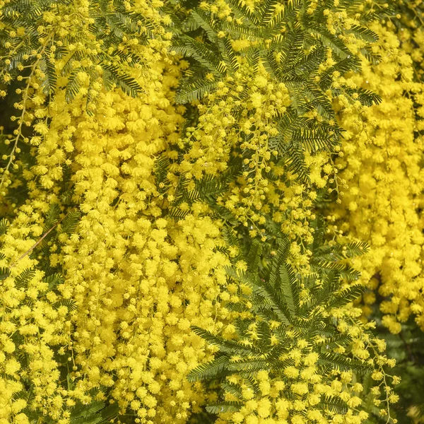 Wattle branch texture pattern background — Stock Photo, Image