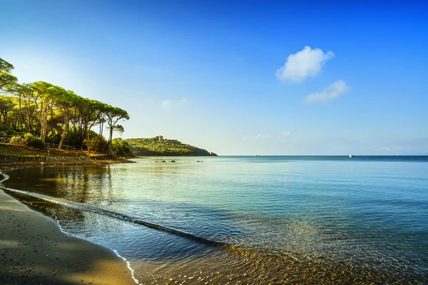 Punta Ala, Pine tree groep, strand en zee baai. Toscane, Italië — Stockfoto