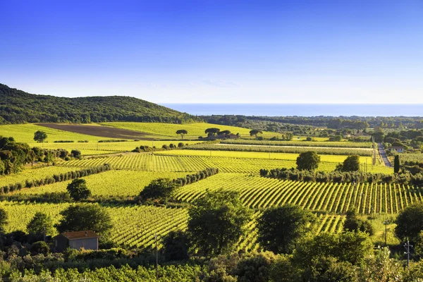 Bolgheri and Castagneto vineyard and Elba island. Maremma Tuscan — Stock Photo, Image