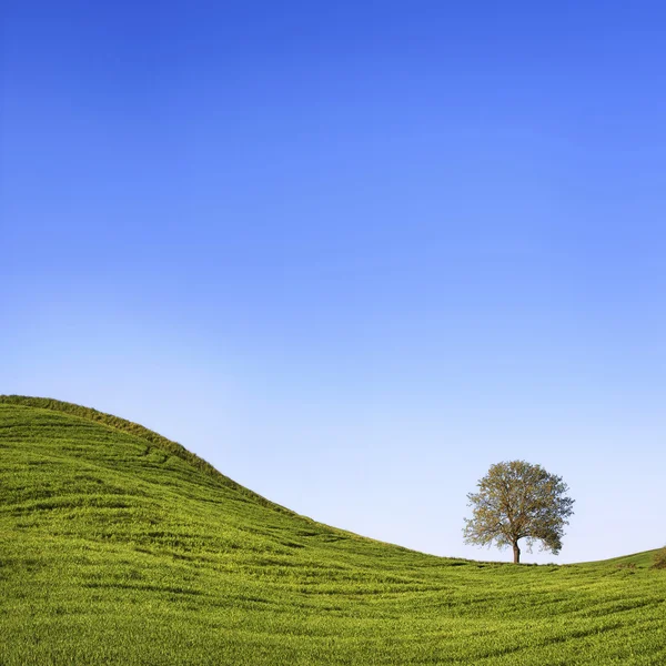 Toskana, einsamer Baum, grünes Feld und runder Hügel. — Stockfoto