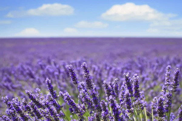 Lavendelblüten blühende Felder Horizont. valensole provence, fra — Stockfoto