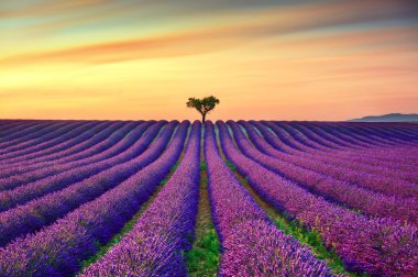 Lavanta ve yalnız ağaçta yokuş yukarı günbatımı. Provence, Fransa