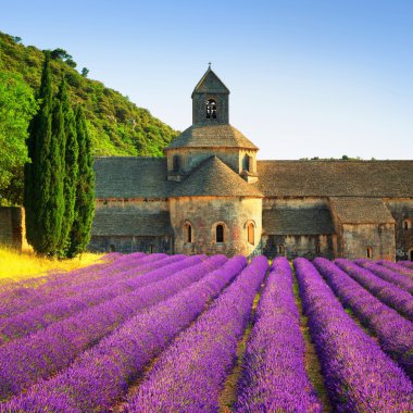 Abbey of Senanque blooming lavender flowers on sunset. Gordes, L clipart