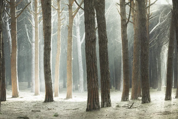 Deniz çam ağacı orman, ışık ışınları. Toskana, İtalya