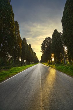 Bolgheri ünlü selvi ağacı düz bulvarında arka ışık s