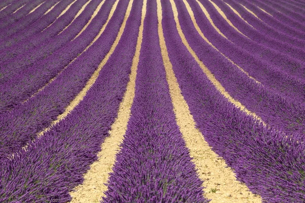 Campos de flores de lavanda como padrão ou textura. Provença , — Fotografia de Stock