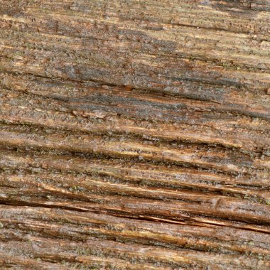 Arka plan doku eski bir meşe.