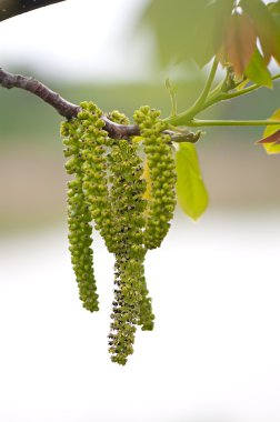 Çiçekler ceviz, ceviz kedicik ve genç yapraklar üzerinde şube.