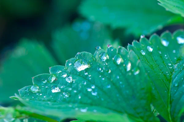 Yeşil yaprağın üzerindeki çiy damlaları.
