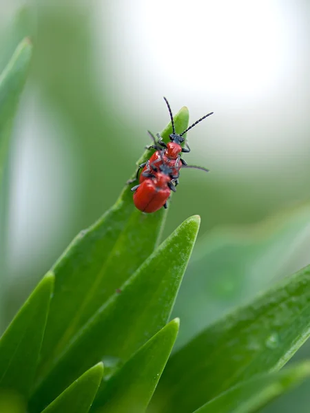 Insect rode kevers op een groene blad planten. — Stockfoto