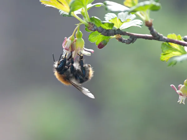 Inseto bumblebee poliniza flores de arbusto de passa de Corinto . — Fotografia de Stock