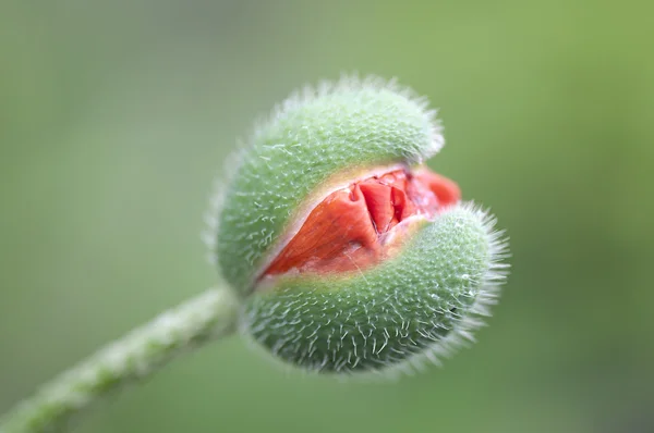 Bloeiende knop van een bloem rode papaver. — Stockfoto