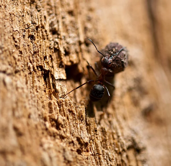 Formiga de madeira de insetos no trabalho. Fauna . — Fotografia de Stock