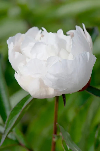 Dekorative weiße Pfingstrose Blume, Nahaufnahme Hintergrund. — Stockfoto