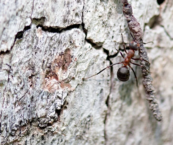 Insect hout mier op het werk. Fauna. — Stockfoto