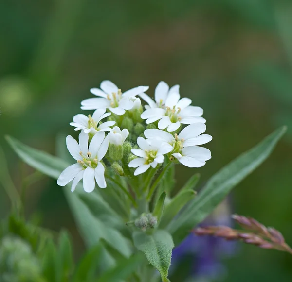 Flor branca selvagem close-up fundo. Flora. . — Fotografia de Stock