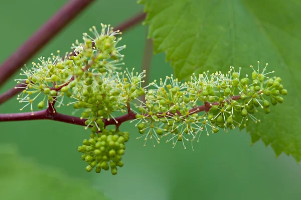 Druvor, blommande vinstockar, gröna blommor av druvmust. — Stockfoto