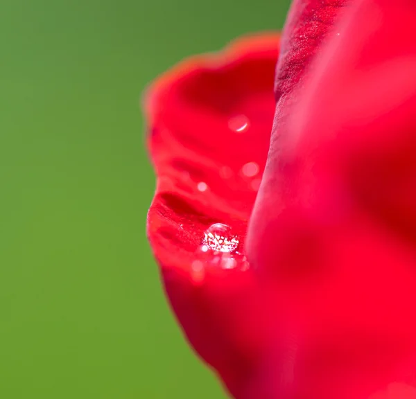 Kapka rosy na tmavočervené rostlině, flora. — Stock fotografie