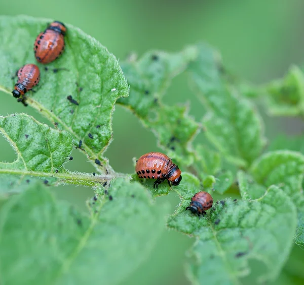 Larva mandelinky bramborové — Stock fotografie