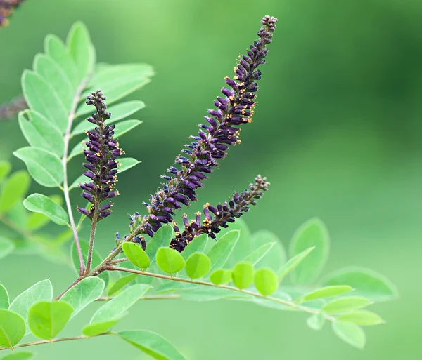 Çiçek çalılar, flora, (Amorpha fruticosa L. - latin).