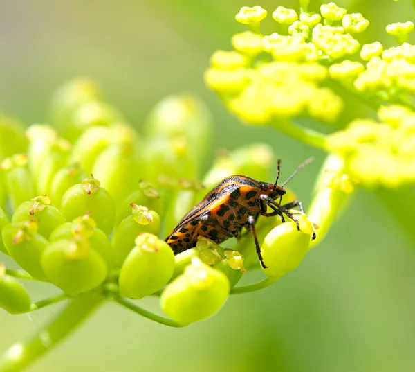 Besouro vermelho na inflorescência verde planta, flora e fauna — Fotografia de Stock