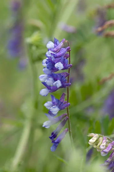 Flor prado hierba anual, planta medicinal, (Vicia - latín ). —  Fotos de Stock