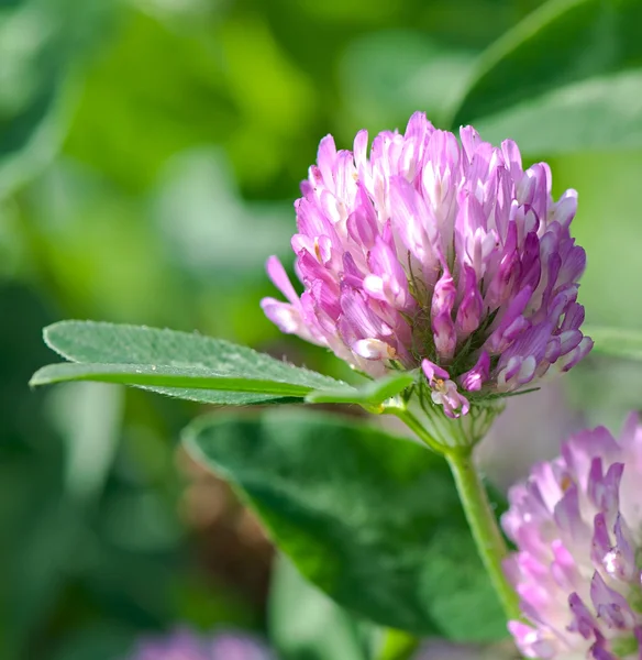 Meadow with blooming pink clover, (Trifolium L. - latin). Royalty Free Stock Images
