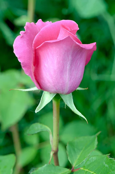 Rosa blomma, ros på en grön bakgrund. — Stockfoto