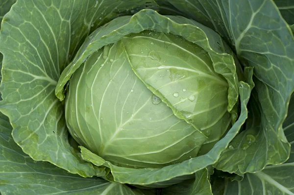 Fresh Cabbage, harvested cabbages in the field. — Stock Photo, Image