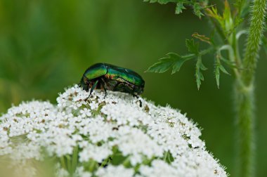 Böcek yeşil böcek bir beyaz çiçek, flora ve fauna üzerinde oturur.