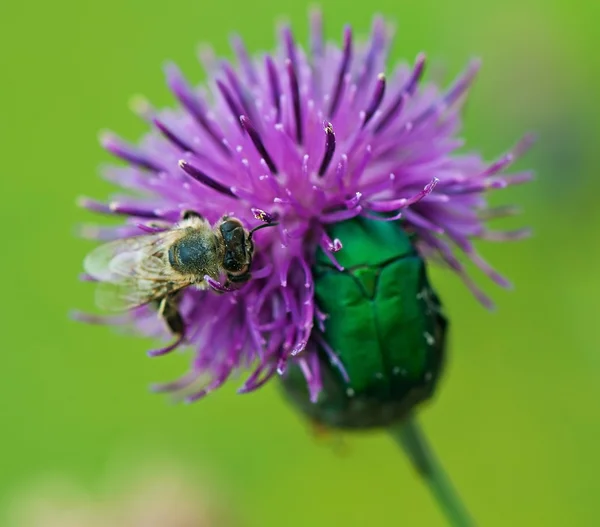 Inseto abelha senta-se em uma flor roxa, flora e fauna . — Fotografia de Stock