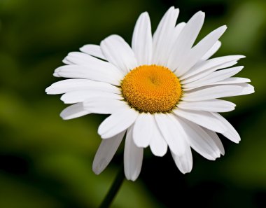 Papatya, Bahçe papatya çiçek, beyaz çiçek, flora.