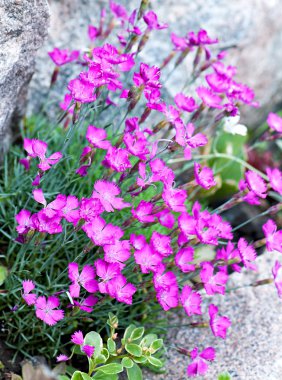 Pembe Bahçe çiçekleri, flora.