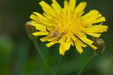 Örümcek sarı çiçek alan, flora ve fauna.