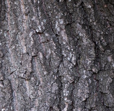 Eski ahşap, doku eski ahşap arka plan