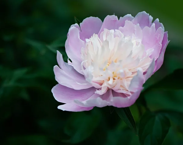 Peônia rosa em um fundo verde. — Fotografia de Stock