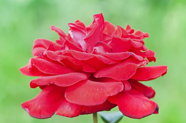 Rote Rose auf grünem Hintergrund. — Stockfoto